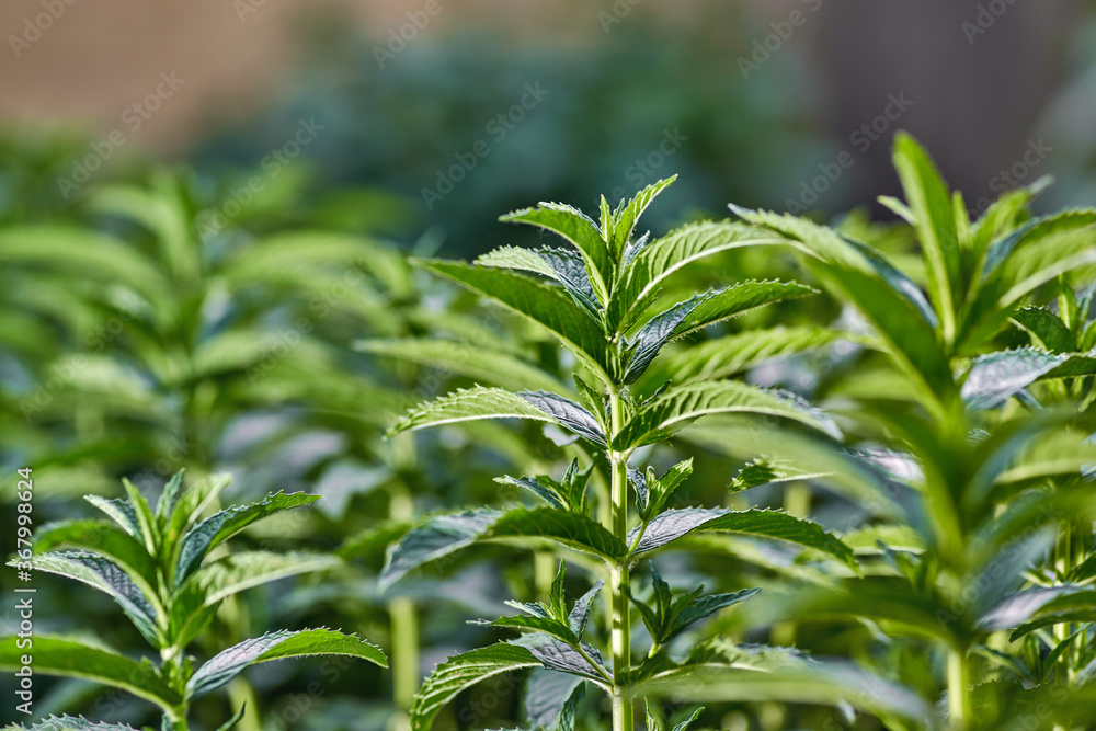 Obraz premium Young growing mint in the garden flowerbed,summer time.