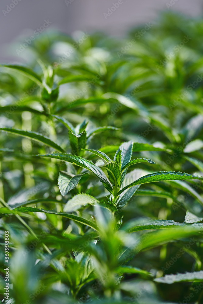 Young growing mint in the garden flowerbed,summer time.