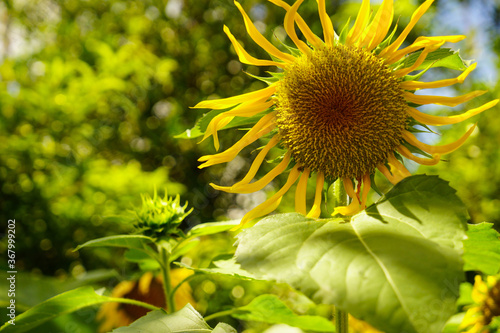 Withered sunflower in sunny day.