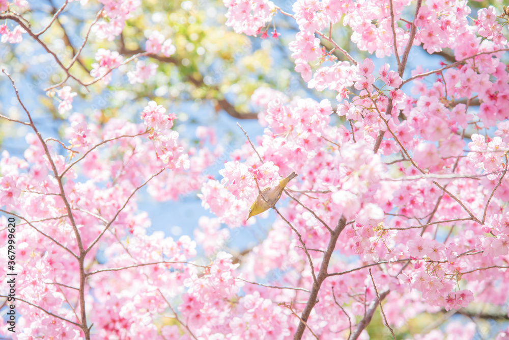 めじろ 山桜 桜 自然 植物 屋外 春 人無し 鳥 青空 風景 メジロ 小鳥 人物無し 無人 人なし 人物なし 花びら 晴れ 鳥類 明るい サクラ さくら 野鳥 快晴 3月 4月 満開 野生 Stock Photo