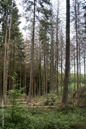 Waldfläche mit Borkenkäferbefall © Aloisia