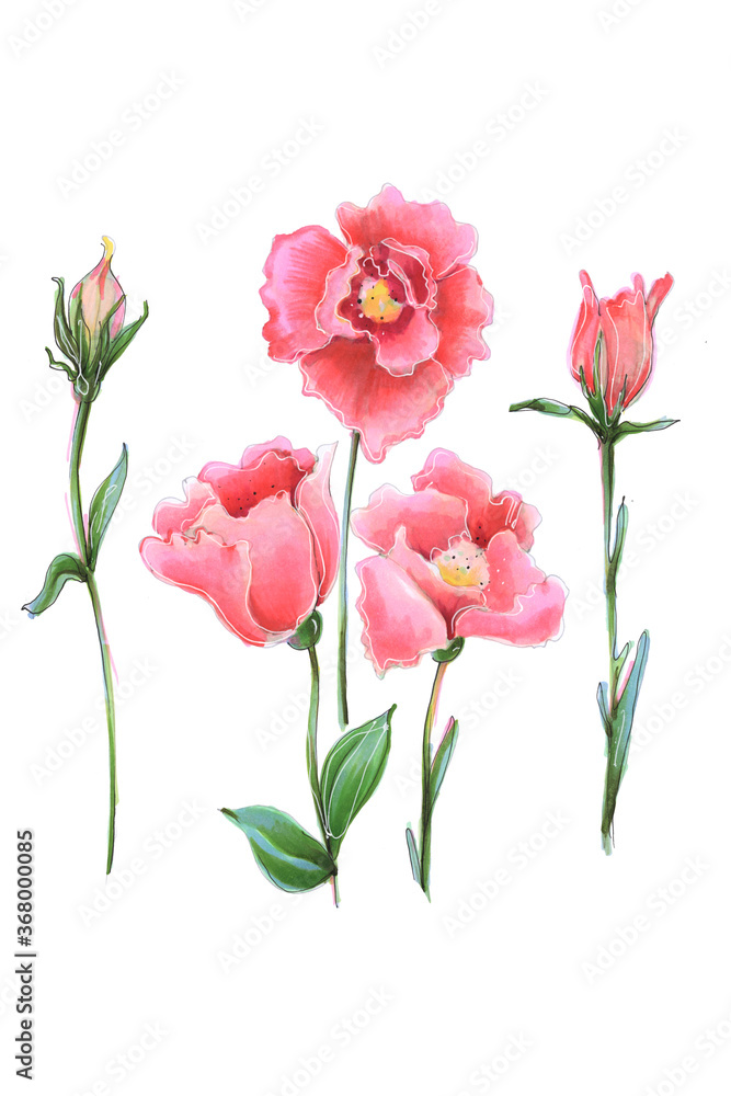 flower bright pink tenderness wedding eustoma leucandendron illustration