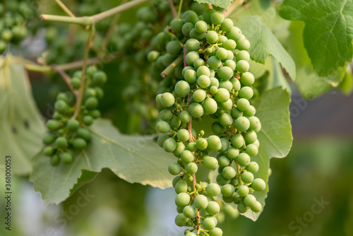 Young fruits of the grape, on the branch