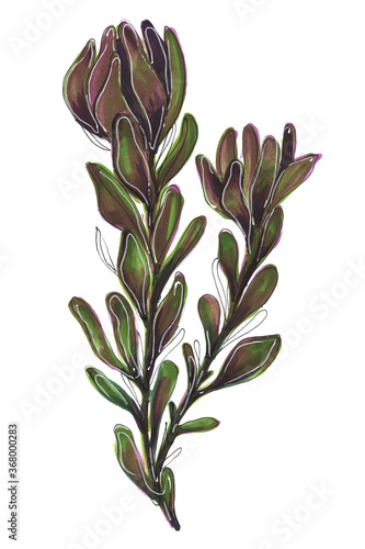 green plant leucadendrone eucalyptus tropical bouquet illustration