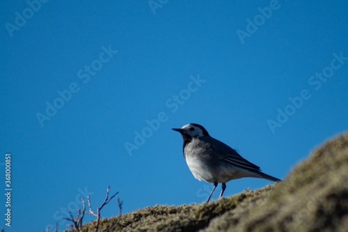 White wagtail outdoors on a rock with moss, in sunlight