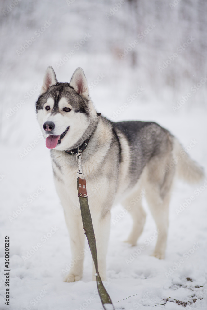 husky dog in the snow in winter husky dog in the snow in winter