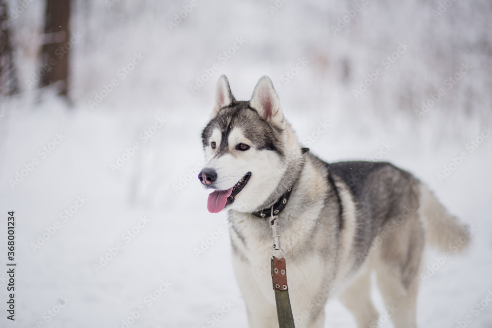 husky dog in the snow in winter