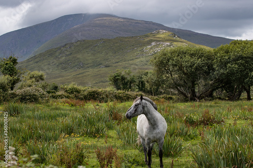 Horse in a meadow on the dingle peninsula  rural Ireland Landscape