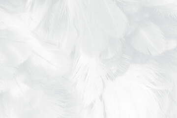Beautiful white feather wooly pattern texture background