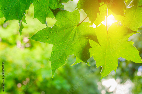 Quadro su tela Green leaves on a tree after rain