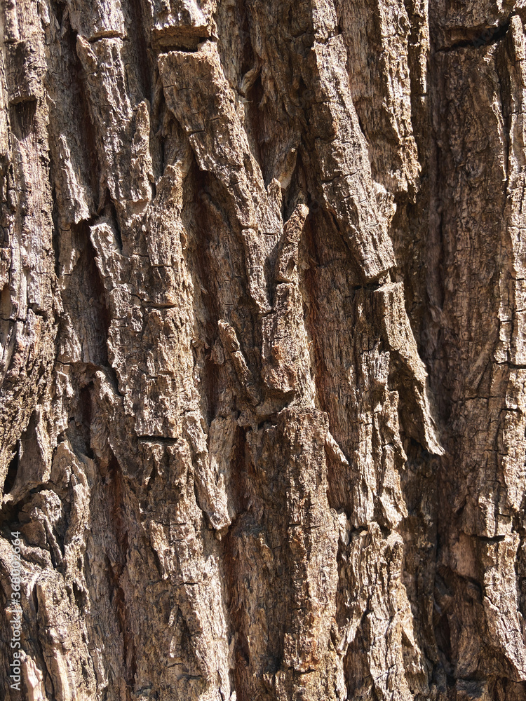 tree bark texture close-up, background tree bark texture close-up, background