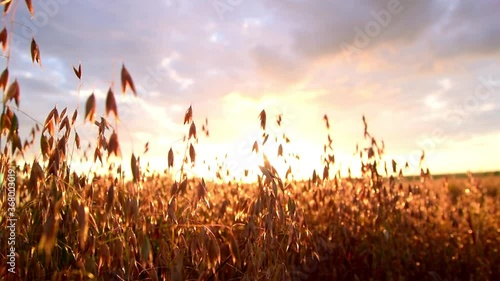 Tracking of Oat field in the sunrise. Slow motion and close up