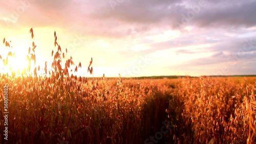 Tracking of Oat field in the sunrise. Slow motion and close up