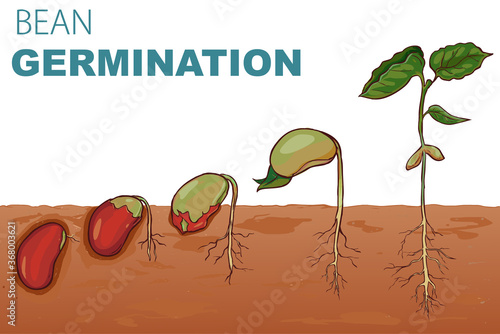  vector illustration Seed germination beans