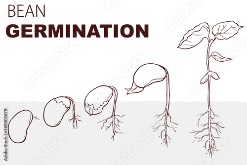  vector illustration Seed germination beans
