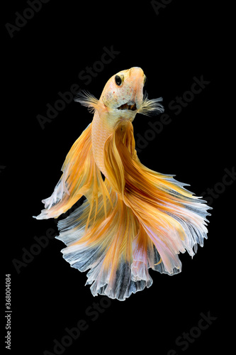 Close up art movement of Betta fish or Siamese fighting fish isolated on black background.Fine art design concept.