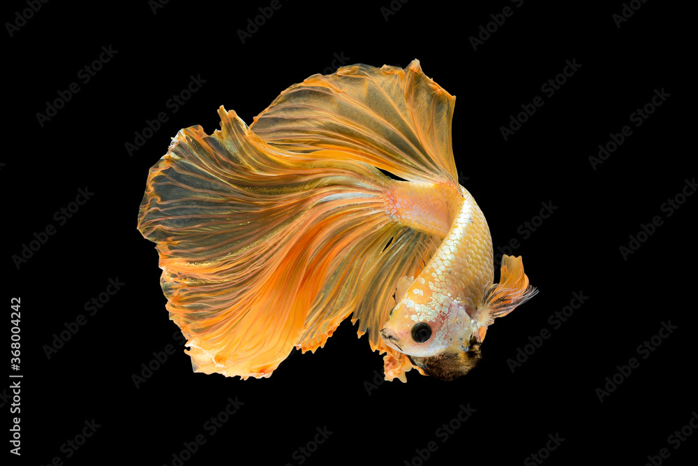 Close up art movement of Betta fish or Siamese fighting fish isolated on black background.Fine art design concept. Close up art movement of Betta fish or Siamese fighting fish isolated on black background.Fine art design concept.