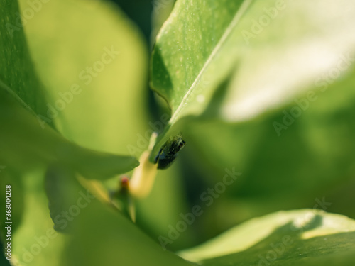 Small spider on a leaf