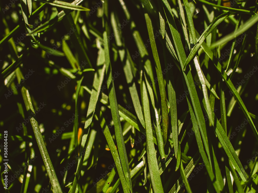 Obraz premium Green grass in the sunlight