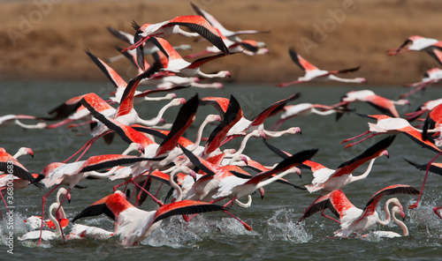 Greater flamingos in the water
