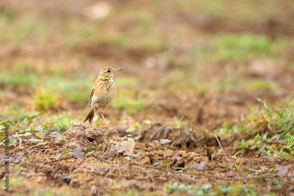 Bird on the ground Bird on the ground
