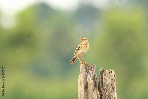 Bird on a branch