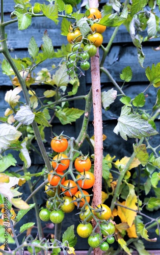 Sun Gold tomatoes ripening on the vine, POV2. photo