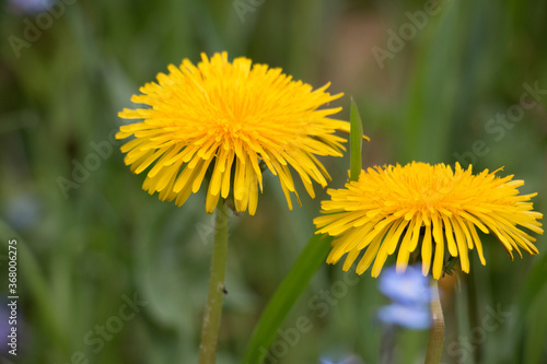 Two yellow dandelion flowers  Taraxacum officinale  lions tooth or clockflower  close-up blooming on a natural green background  selective focus.