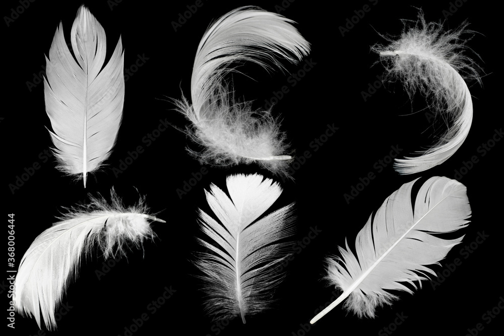 Naklejka Beautiful collection white feather floating in air isolated on black background
