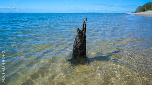 Looking down through translucent sea to sand below, with water rippling around a dead tree stump, and sandy shore in the distance. Burrum Heads, Queensland, Australia. photo