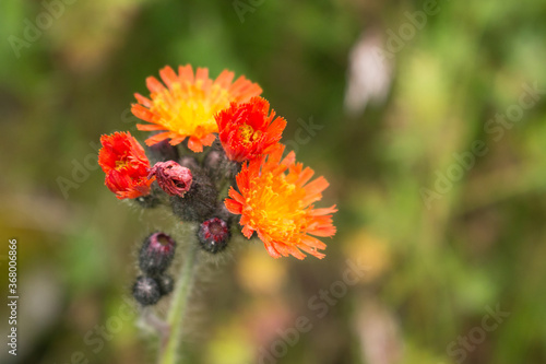 Blüte des orangeroten Habichtskrauts