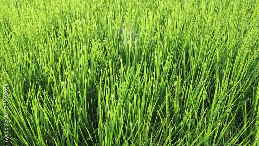 Close-up green rice field swaying in the wind with sunset. silhouette young paddy rice swing by the wind. slow motion. Close-up green rice field swaying in the wind with sunset. silhouette young paddy rice swing by the wind. slow motion.