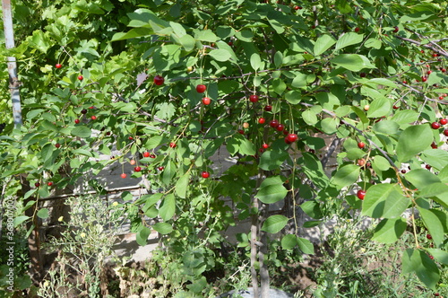 red cherries on the tree 