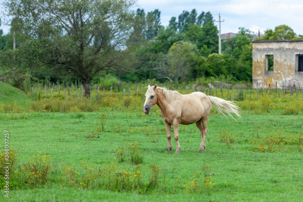 White Horse on the green Field, animals White Horse on the green Field, animals