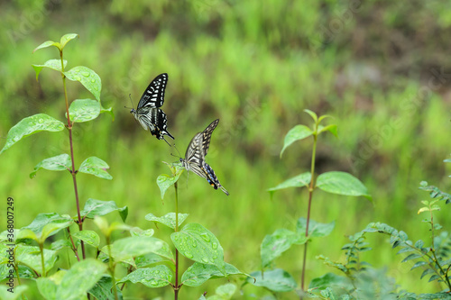 Two swallowtail butterflies flying around a field