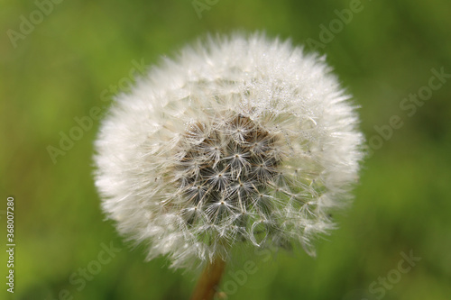 Round fluffy Dandelion seed head  Taraxacum officinale   blowball or clock  close-up with dewdrops  on a natural green background