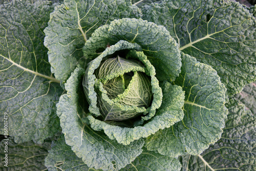 Photos kapusta uprawa rolnictwo ogrodek キャベツ kapusta włoska brassica oleracea