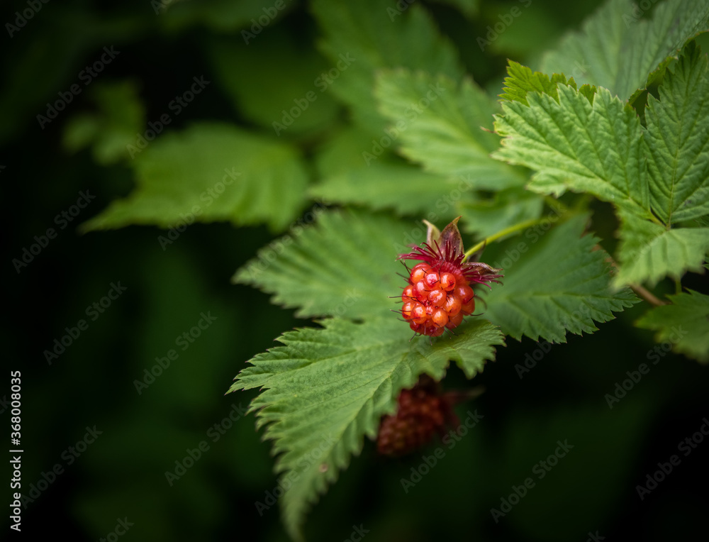 Salmonberry Salmonberry