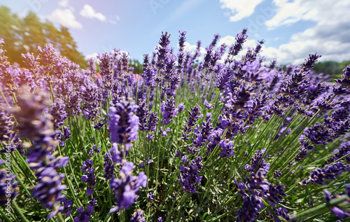 Purple lavender flower plant