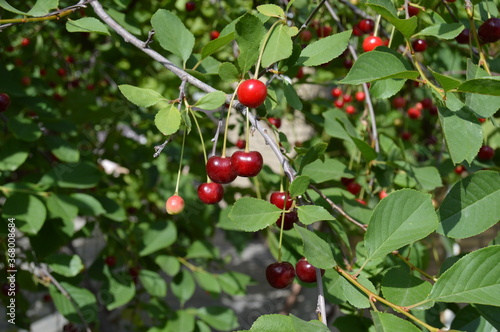 red berries on a branch