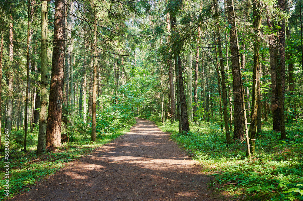 Fototapeta premium Road in green forest