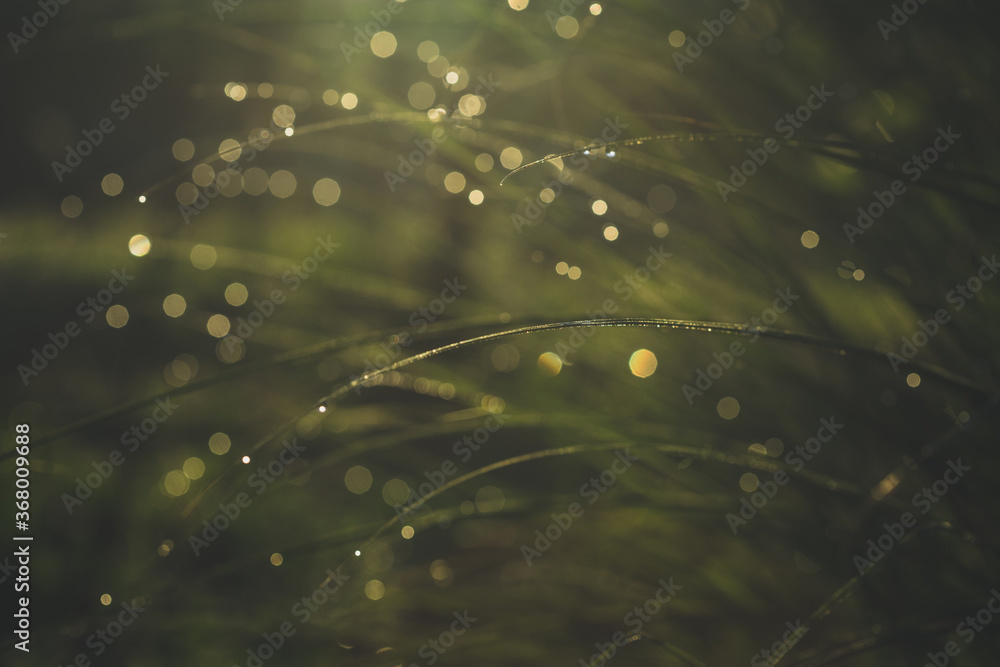Morning dew on green spring grass with shallow DOF, blurred background