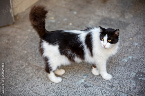 Black and white cat walking on the street