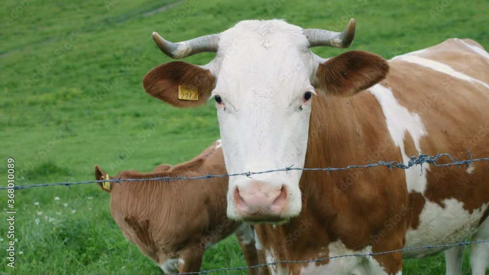 Cattle in a Alpine mountain pasture. Grass fed cows are rich in Omega-3 fatty acids. Cattle in a Alpine mountain pasture. Grass fed cows are rich in Omega-3 fatty acids.