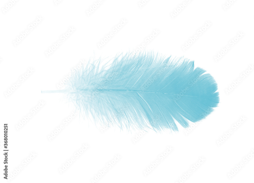 Beautiful green turquoise colors tone feather isolated on white background