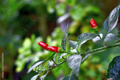 Chiles rojos photo