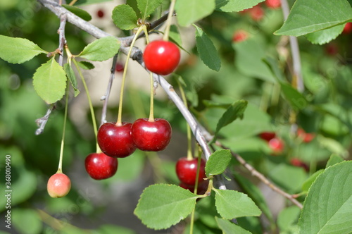 red cherries on a branch