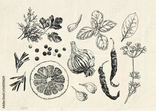 Herbs and spices hand drawn set, vintage illustration