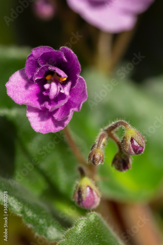 Detail of African violet flower and buds