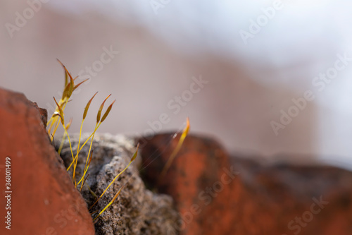 Moss growing out of brick wall crack